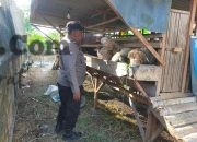 Polsek Dukun Monitoring Ternak Kambing di Desa Mentaras, Perkuat Ketahanan Pangan Masyarakat