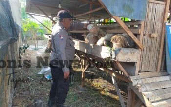 Polsek Dukun Monitoring Ternak Kambing di Desa Mentaras, Perkuat Ketahanan Pangan Masyarakat
