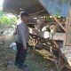 Polsek Dukun Monitoring Ternak Kambing di Desa Mentaras, Perkuat Ketahanan Pangan Masyarakat