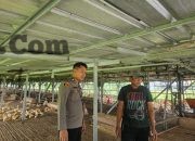 Polsek Cerme Cek Ternak Ayam Warga, Dorong Ketahanan Pangan dan Swasembada Nasional