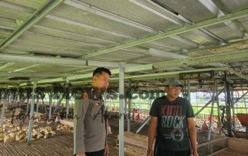 Polsek Cerme Cek Ternak Ayam Warga, Dorong Ketahanan Pangan dan Swasembada Nasional