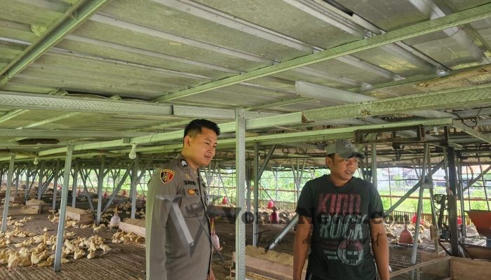 Polsek Cerme Cek Ternak Ayam Warga, Dorong Ketahanan Pangan dan Swasembada Nasional