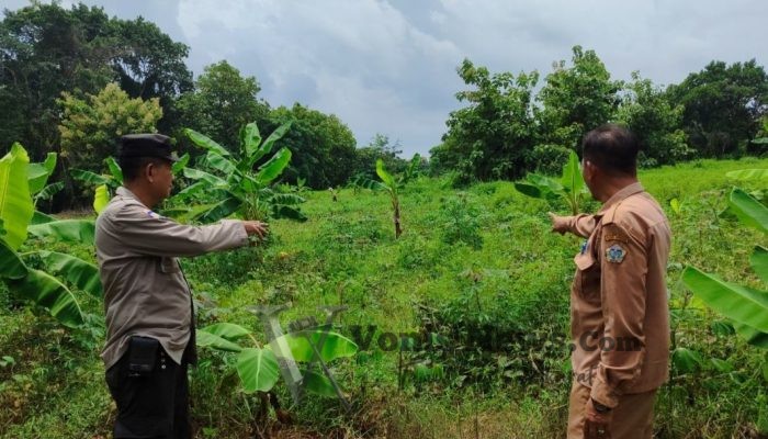 Polsek Bungah Cek Pisang dan Singkong, Dorong Lahan Produktif Dukung Ketahanan Pangan