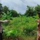 Polsek Bungah Cek Pisang dan Singkong, Dorong Lahan Produktif Dukung Ketahanan Pangan