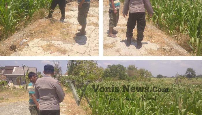 Polsek Balongpanggang Cek Tanaman Jagung di Desa Babatan, Dukung Ketahanan Pangan Nasional