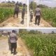 Polsek Balongpanggang Cek Tanaman Jagung di Desa Babatan, Dukung Ketahanan Pangan Nasional