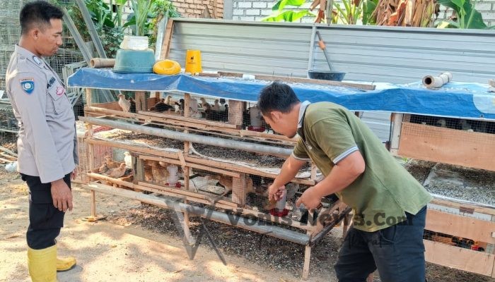 Polsek Panceng Cek Peternakan Ayam Kampung, Dukung Program Ketahanan Pangan