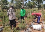 Polsek Sidayu Cek Tanaman Cabai di Desa Lasem, Dukung Ketahanan Pangan dan Swasembada Nasional