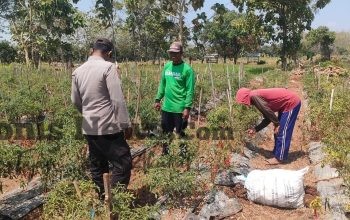 Polsek Sidayu Cek Tanaman Cabai di Desa Lasem, Dukung Ketahanan Pangan dan Swasembada Nasional