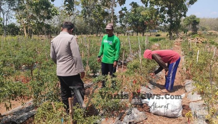 Polsek Sidayu Cek Tanaman Cabai di Desa Lasem, Dukung Ketahanan Pangan dan Swasembada Nasional