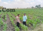 Polsek Benjeng Cek Tanaman Tembakau, Dukung Ketahanan Pangan di Gresik