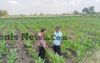 Polsek Benjeng Cek Tanaman Tembakau, Dukung Ketahanan Pangan di Gresik