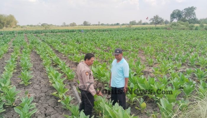 Polsek Benjeng Cek Tanaman Tembakau, Dukung Ketahanan Pangan di Gresik