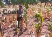 Polsek Manyar Pantau Tanaman Jagung di Pongangan, Perkuat Ketahanan Pangan Nasional