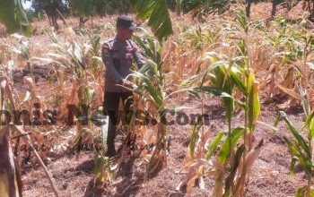 Polsek Manyar Pantau Tanaman Jagung di Pongangan, Perkuat Ketahanan Pangan Nasional
