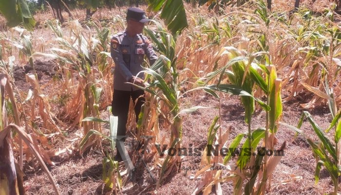 Polsek Manyar Pantau Tanaman Jagung di Pongangan, Perkuat Ketahanan Pangan Nasional
