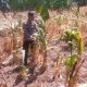 Polsek Manyar Pantau Tanaman Jagung di Pongangan, Perkuat Ketahanan Pangan Nasional