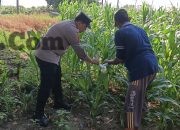 Polsek Wringinanom Pantau Jagung Desa Sumengko, Perkuat Dukungan Ketahanan Pangan Nasional