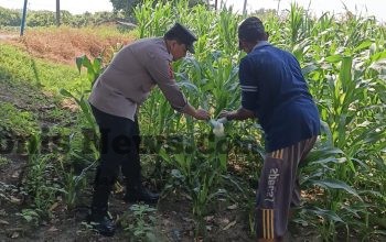Polsek Wringinanom Pantau Jagung Desa Sumengko, Perkuat Dukungan Ketahanan Pangan Nasional