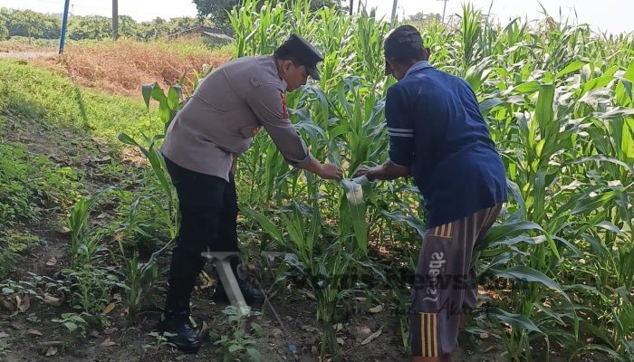Polsek Wringinanom Pantau Jagung Desa Sumengko, Perkuat Dukungan Ketahanan Pangan Nasional