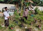 Polsek Bungah Cek Tanaman Lombok di Desa Masangan, Dukung Ketahanan Pangan