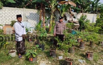 Polsek Bungah Cek Tanaman Lombok di Desa Masangan, Dukung Ketahanan Pangan