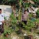 Polsek Bungah Cek Tanaman Lombok di Desa Masangan, Dukung Ketahanan Pangan