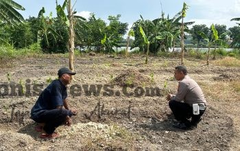 Polsek Kebomas Cek Tanaman Jagung di Desa Kembangan, Dukung Program Ketahanan Pangan