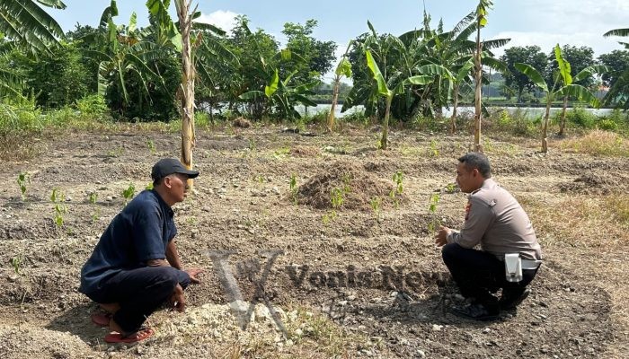 Polsek Kebomas Cek Tanaman Jagung di Desa Kembangan, Dukung Program Ketahanan Pangan