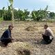 Polsek Kebomas Cek Tanaman Jagung di Desa Kembangan, Dukung Program Ketahanan Pangan