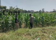 Polsek Balongpanggang Cek Tanaman Kangkung di Desa Kedungpring, Dukung Ketahanan Pangan