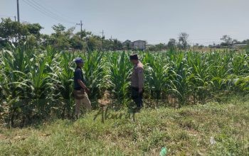Polsek Balongpanggang Cek Tanaman Kangkung di Desa Kedungpring, Dukung Ketahanan Pangan