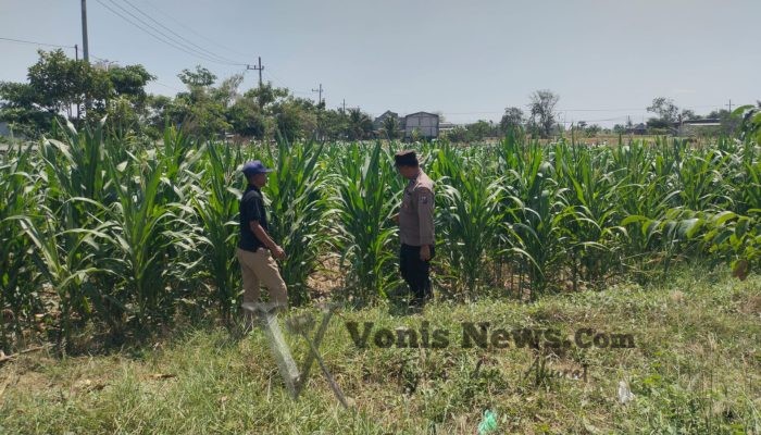 Polsek Balongpanggang Cek Tanaman Kangkung di Desa Kedungpring, Dukung Ketahanan Pangan