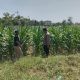 Polsek Balongpanggang Cek Tanaman Kangkung di Desa Kedungpring, Dukung Ketahanan Pangan
