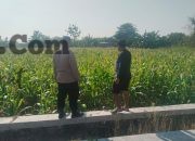 Polsek Benjeng Cek Tanaman Jagung di Desa Sirnoboyo, Perkuat Dukungan Ketahanan Pangan