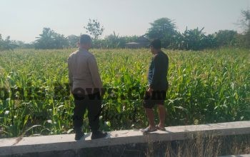 Polsek Benjeng Cek Tanaman Jagung di Desa Sirnoboyo, Perkuat Dukungan Ketahanan Pangan