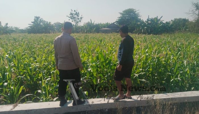 Polsek Benjeng Cek Tanaman Jagung di Desa Sirnoboyo, Perkuat Dukungan Ketahanan Pangan