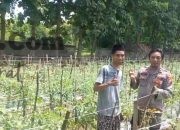 Polsek Ujungpangkah Cek Tanaman Tomat di Desa Banyuurip, Perkuat Ketahanan Pangan