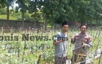 Polsek Ujungpangkah Cek Tanaman Tomat di Desa Banyuurip, Perkuat Ketahanan Pangan