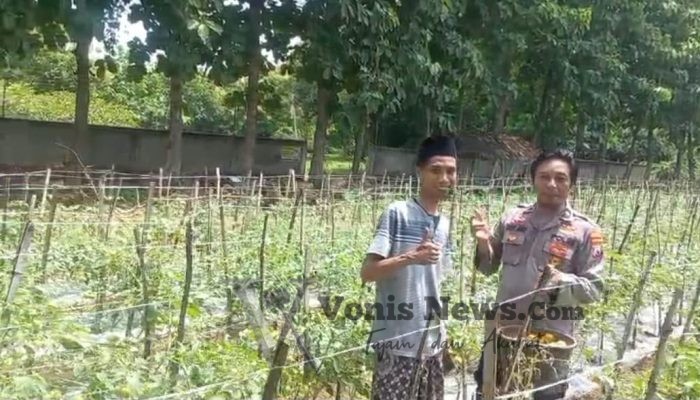 Polsek Ujungpangkah Cek Tanaman Tomat di Desa Banyuurip, Perkuat Ketahanan Pangan