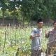 Polsek Ujungpangkah Cek Tanaman Tomat di Desa Banyuurip, Perkuat Ketahanan Pangan