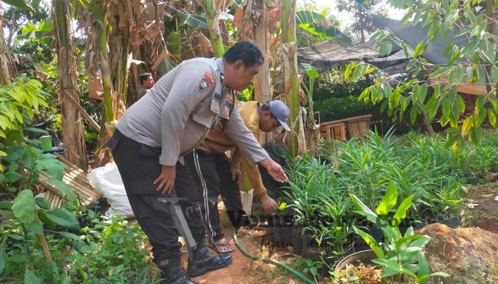 Polsek Dukun Cek Tanaman Kencur di Mentaras, Perkuat Ketahanan Pangan