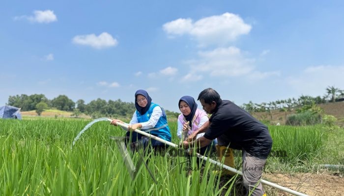 Jelang Hari Kesaktian Pancasila, Electrifying Agriculture PLN Bantu Jaga Produktivitas Petani di Musim Kemarau