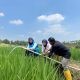 Jelang Hari Kesaktian Pancasila, Electrifying Agriculture PLN Bantu Jaga Produktivitas Petani di Musim Kemarau