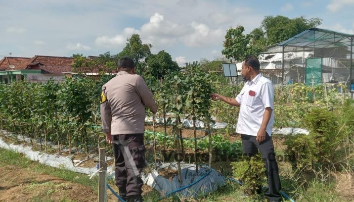 Polsek Cerme Cek Tanaman Kacang Panjang di Desa Lengkong, Dukung Ketahanan Pangan