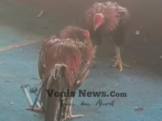 Sabung Ayam Diduga Marak di Kayen Kidul, Warga Pertanyakan Ketegasan Polres Kediri