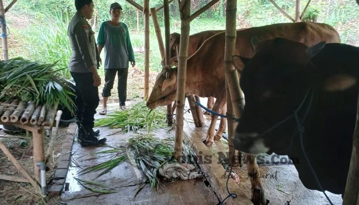 Polsek Kedamean Cek Peternakan Sapi di Mojowuku, Perkuat Ketahanan Pangan dan Swasembada Nasional