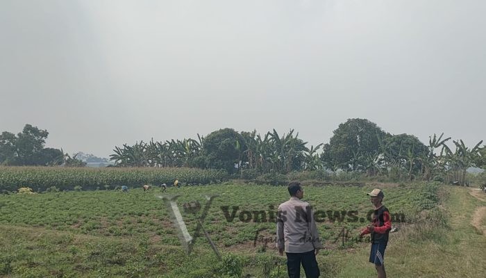Polsek Sidayu Cek Tanaman Cabai di Desa Wadeng, Perkuat Ketahanan Pangan Masyarakat