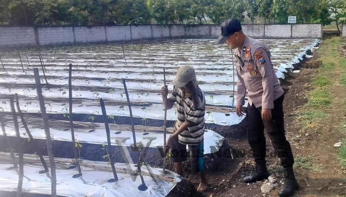 Polsek Menganti Cek Tanaman Lombok di Desa Bringkang, Perkuat Ketahanan Pangan