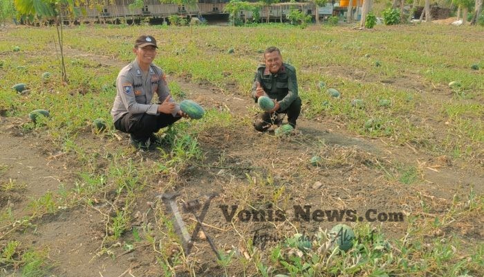 Polsek Panceng Cek Tanaman Semangka di Desa Prupuh, Dukung Ketahanan Pangan Gresik